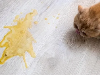 How to Get Cat Vomit Out of Hardwood: 4 Effective Steps