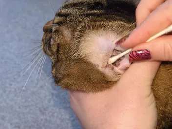 How to Clean Your Cat's Ears: Dr. Karyn's Tips (with Video)