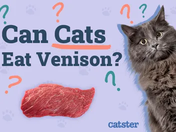 Can Cats Eat Venison? Important Facts & Health Guidelines
