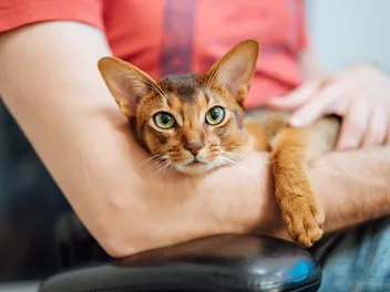 Cat Mindfulness: How I Learn Consciousness From My Cat Every Day