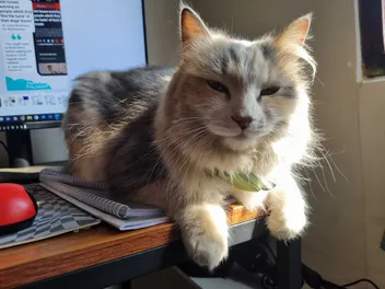 My Cat Thinks I'm Weird: Ivy's Take on Human Habits