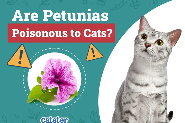 Are Petunias Poisonous to Cats? Vet Approved Houseplants Examined