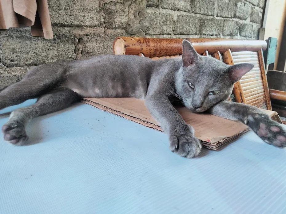 The Raas cat is an endemic domestic cat breed originating from the Raas Island in Indonesia