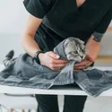 groomer-wiping-cat-with-towel_