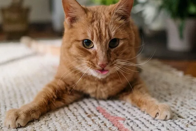 Why Is My Cat Licking the Carpet? 5 Vet-Reviewed Reasons