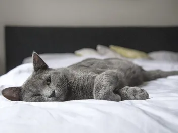 How Do Cats Feel Pain? Vet-Approved Facts & Signs