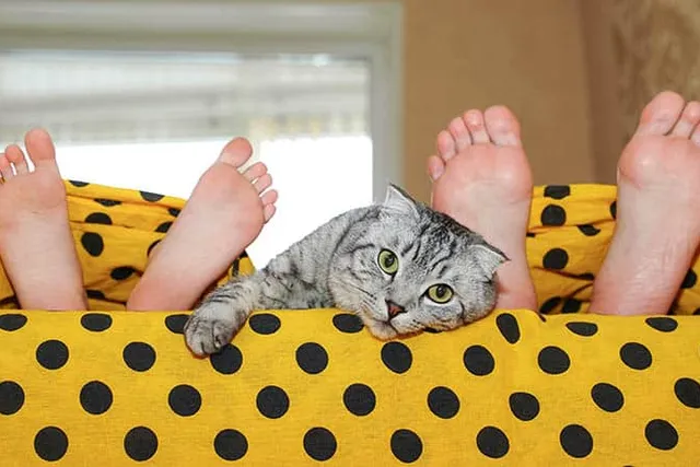How Can I Stop My Cat From Waking Me Up? 20 Tips & FAQ