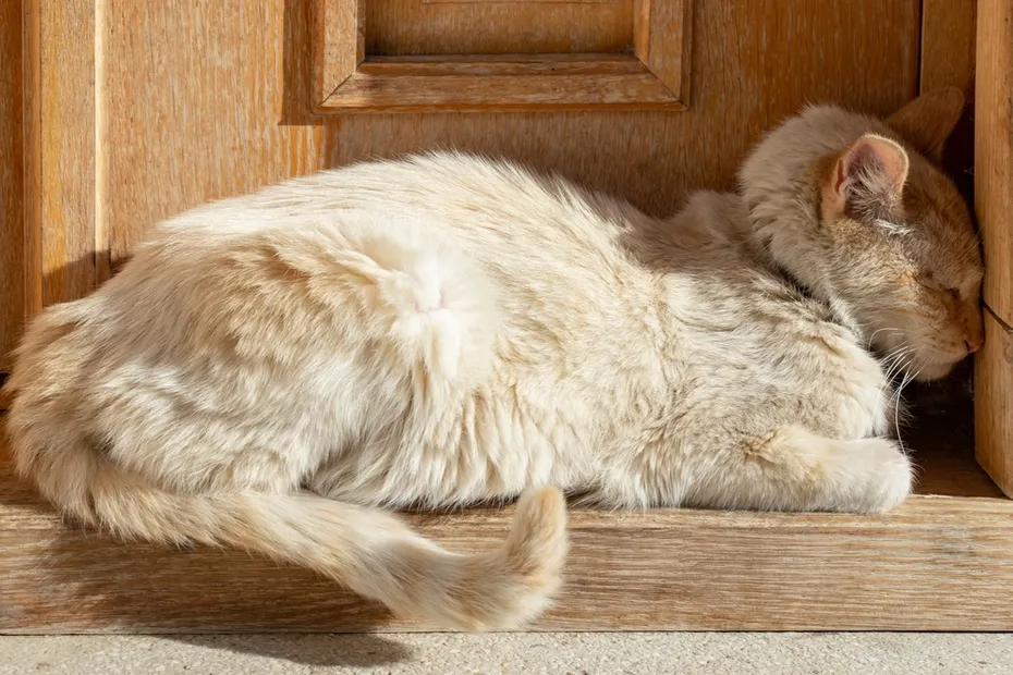 Cat sleeping while pressing head against wall