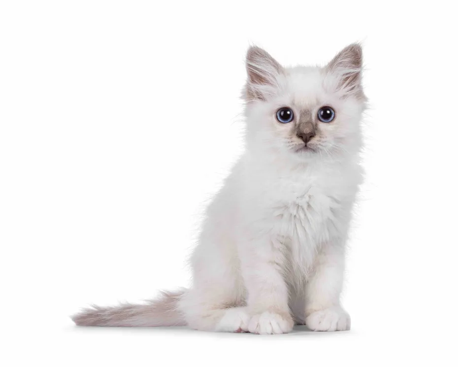 Cute Sacred Birman cat kitten, sitting up facing front. Looking towards camera with breed typical blue eyes. Isolated on a white background_Nynke van Holten_Shutterstock
