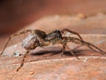 How Poisonous Are Wolf Spiders to Cats? Vet-Reviewed Safety Facts