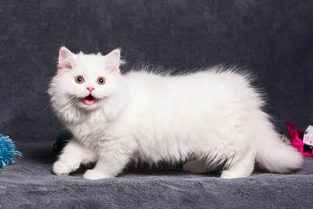 Long-Haired Munchkin: Info, Pictures, Facts & History