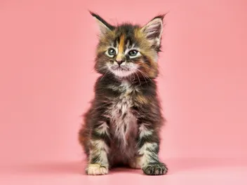 Maine Coon Kittens for Sale in Florida: Breeders List 2026