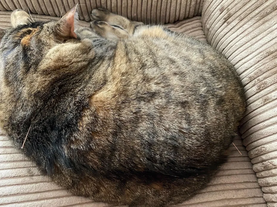 cat receiving acupuncture on the couch