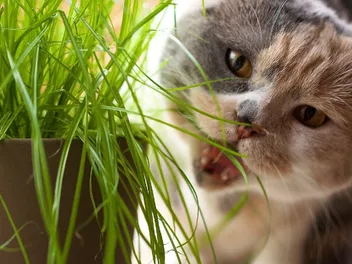 Why Do Cats Eat Grass? 5 Vet-Reviewed Reasons Behind the Behavior