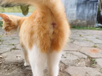 Cat Butts: How They Provide Crucial Info About Your Kitty's Health (Vet-Verified)