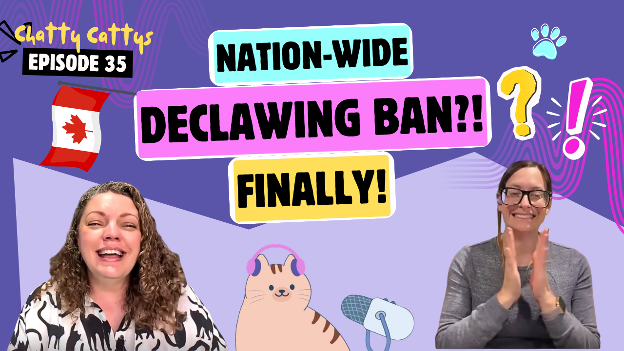 Chatting About Declawing Law Changes, Vegan Cats, and Pre-Internet Rumors | Chatty Cattys, Episode 35