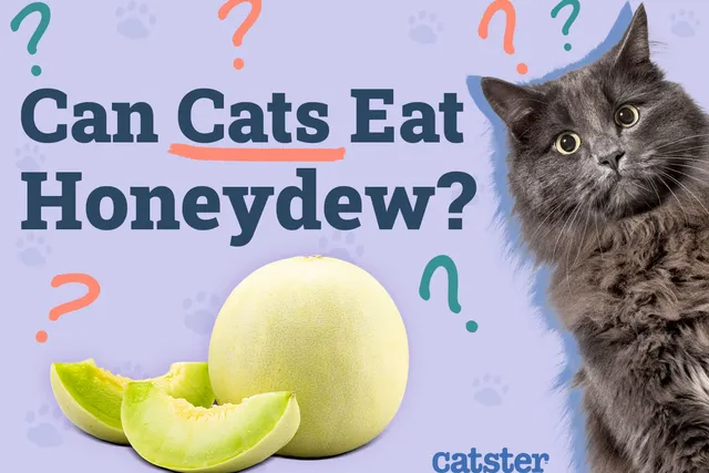 Can Cats Eat Honeydew? Vet-Reviewed Facts & FAQ