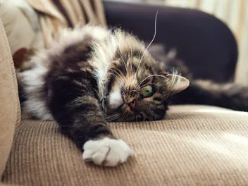 Why Do Cats Roll Around on Their Backs? 7 Vet-Reviewed Reasons (With Infographic)