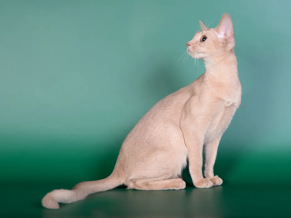 fawn colored abyssinian cat