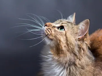 Are Cat Whiskers Good Luck? Superstitions & Meanings Explained