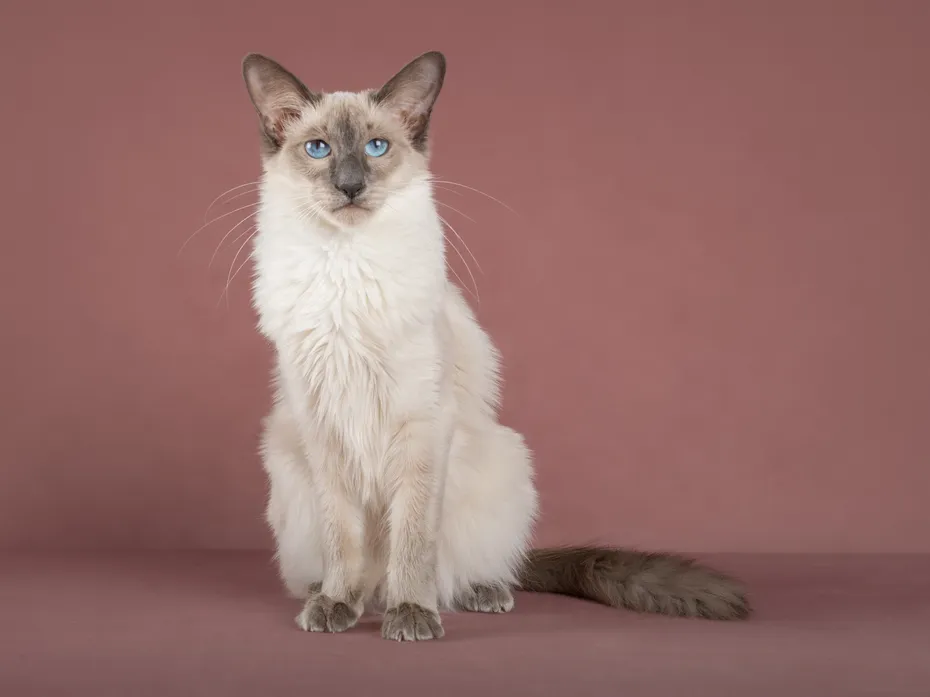 Slim adorable Balinese cat on pink isolated background