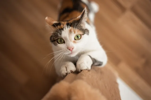 10 Styles of Cat Scratchers: The Perfect Fit for Your Kitty (With Pictures)