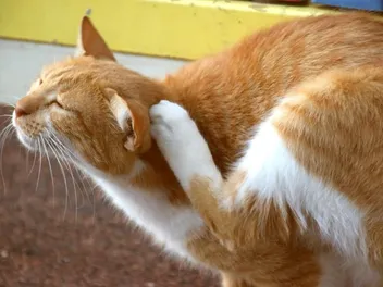 Will Cat Fleas Bite Humans? Vet-Reviewed Facts & FAQs
