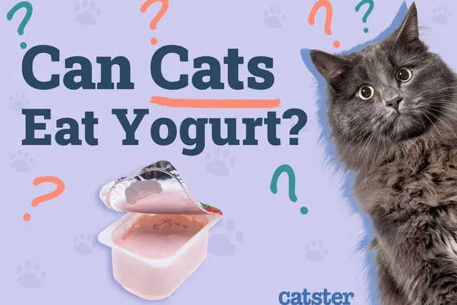 Can Cats Eat Yogurt? Vet-Reviewed Nutrition Facts & FAQ