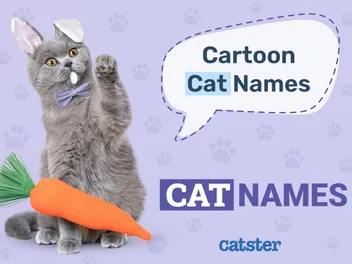 250 Cartoon Cat Names: Ideas for Charismatic & Comical Kitties