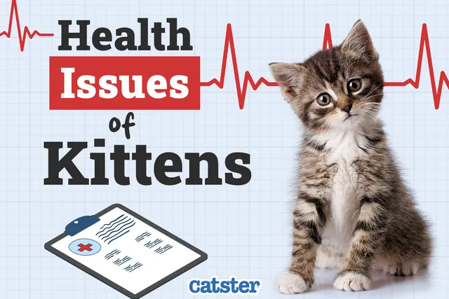 7 Common Kitten Health Issues: Our Vet Answers