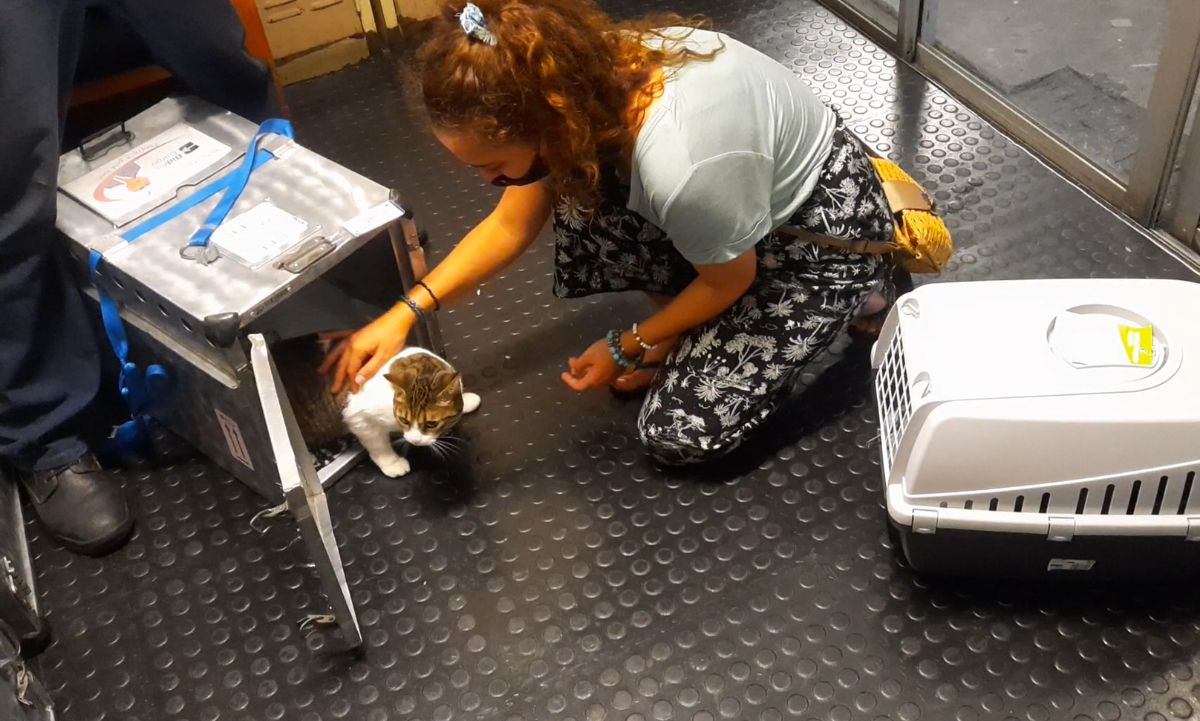 Milly climbing out of airplane carrier