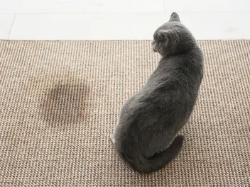 What Smells Deter Cats From Peeing? 6 Vet-Approved Scents