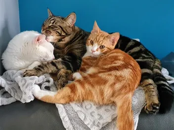 Why I Love to Talk About My Cats: Dr. Karyn Tells Us More