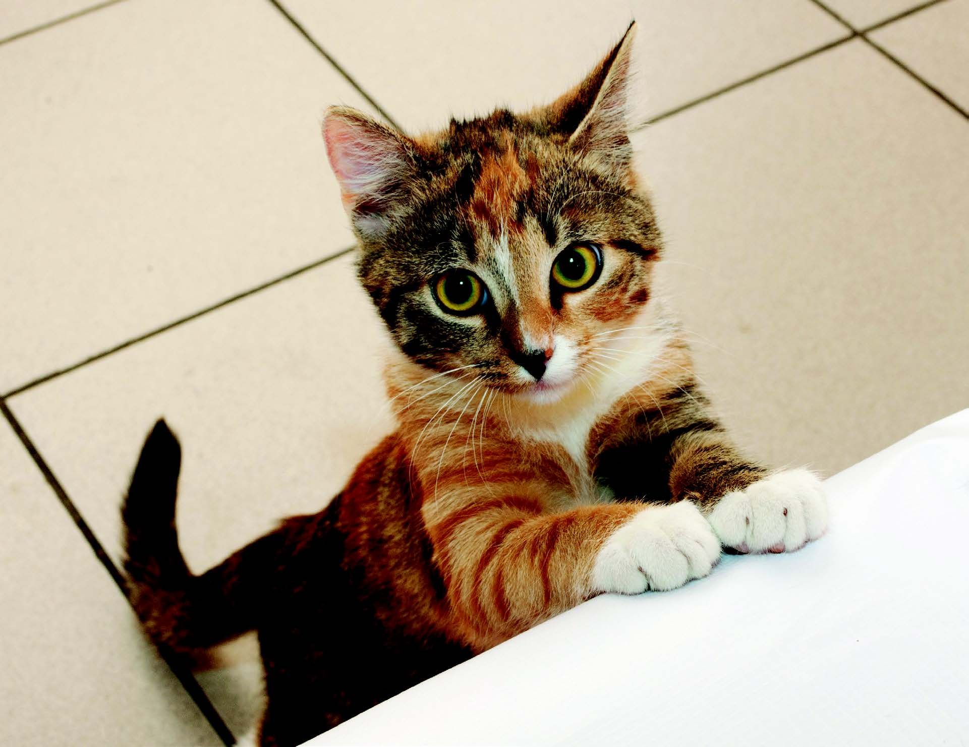 How to Stop Your Cat Begging for Food: 6 Ways That Work