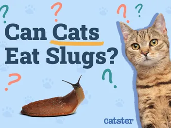 Can Cats Eat Slugs? Vet-Reviewed Risks & Precautions