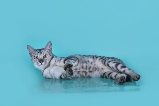 F5 Savannah Cat: Info, Pictures, Facts & Origin