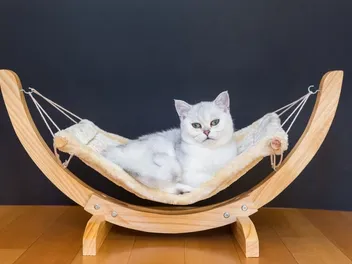 4 Free DIY Cat Hammocks You Can Build Today (With Pictures)