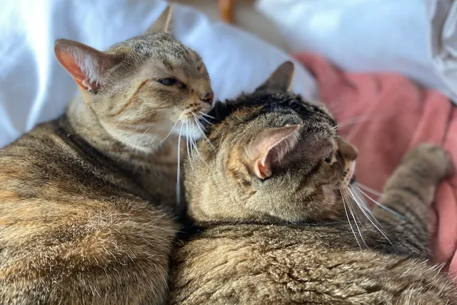 Why Do Cats Groom? Pancake, Tiller & the Latest Theories