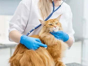 Congestive Heart Failure in Cats: Vet-Reviewed Facts & When to Euthanize