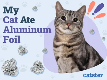 My Cat Ate Aluminum Foil, What to Do: Vet Approved Facts & FAQ