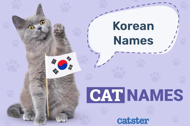 250 Korean Cat Names: Ideas for Trendy Felines (With Meanings)