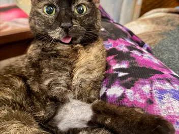 How One Tiny Tortie Turned a Dog Person Into the Ultimate Cat Lady