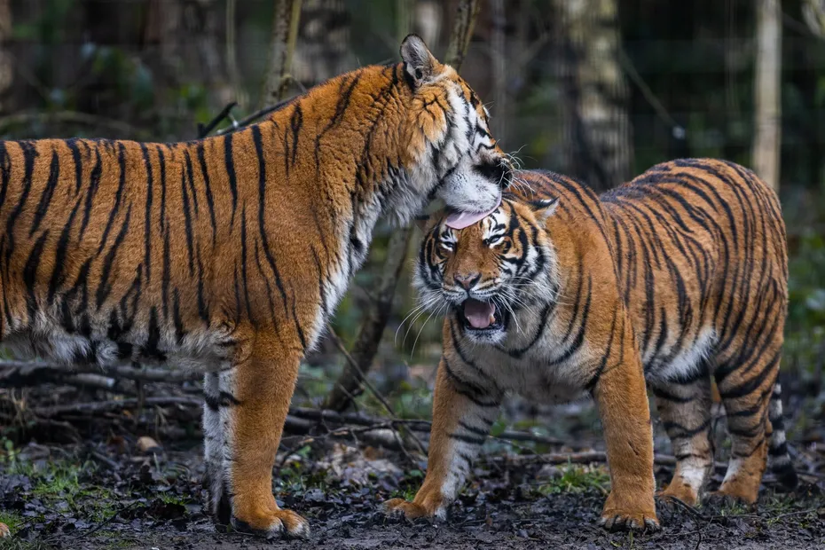 Interaction,Between,Two,Tigers,In,The,Forest