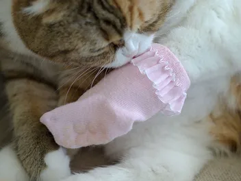 6 Best Cat Booties to Prevent Scratching in 2026 - Reviews & Top Picks