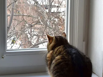 Why Do Cats Like Watching Other Animals? Vet-Reviewed Feline Behavior