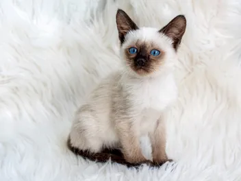 Siamese Kittens For Sale in Pennsylvania: Breeders List 2026