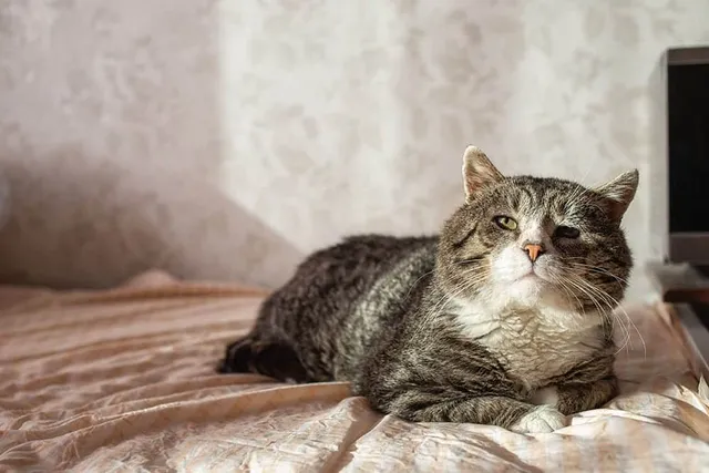 At What Age Do Cats Start Getting Arthritis? Vet Reviewed Early Signs & Recommendations