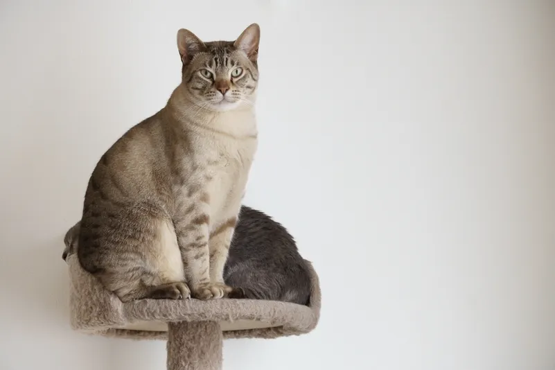 chocolate spotted Australian Mist cat sitting in front of another Australian mist cat in a cat tree