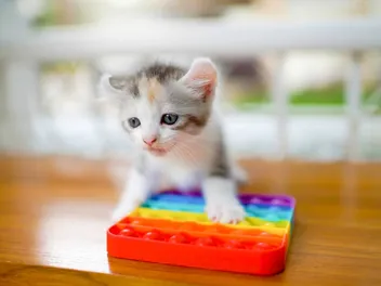 Why Do Cats Drop Toys in Water? 7 Possible Reasons