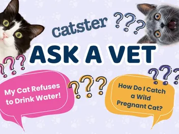 Ask Dr. Paola – Help! My Cat Refuses to Drink Water! (April 13, 2026)